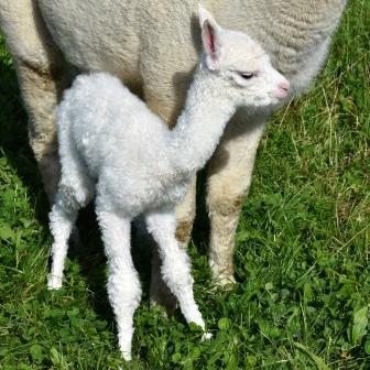 picture of alpaca 'and cria 'Gold Dust & White Gold''Yahudi'